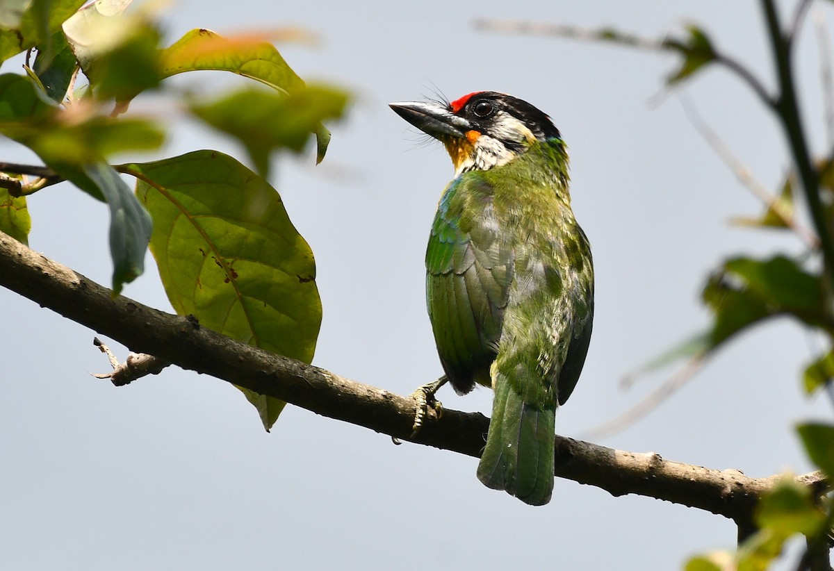 Golden-throated Barbet (Himalayan) - ML637326108