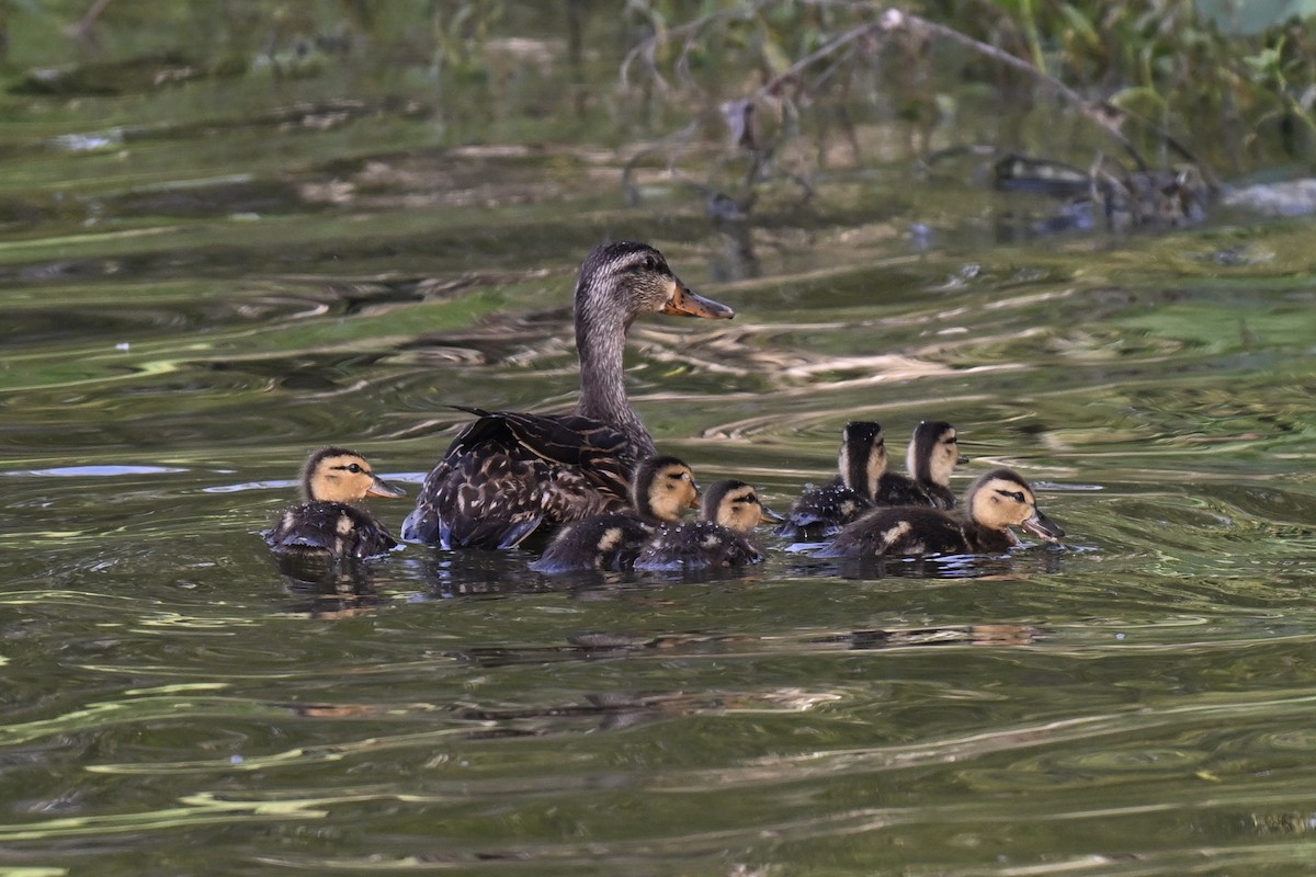 Mallard x Mottled Duck (hybrid) - ML637326131