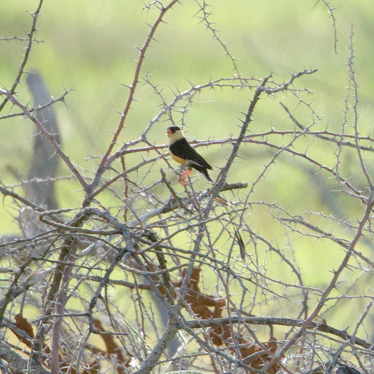 Shaft-tailed Whydah - ML637326163