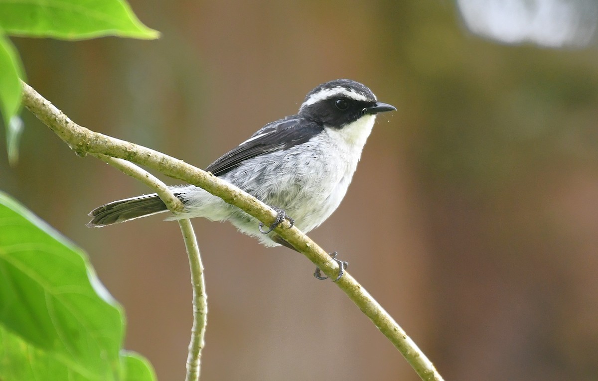 Little Pied Flycatcher - ML637326164