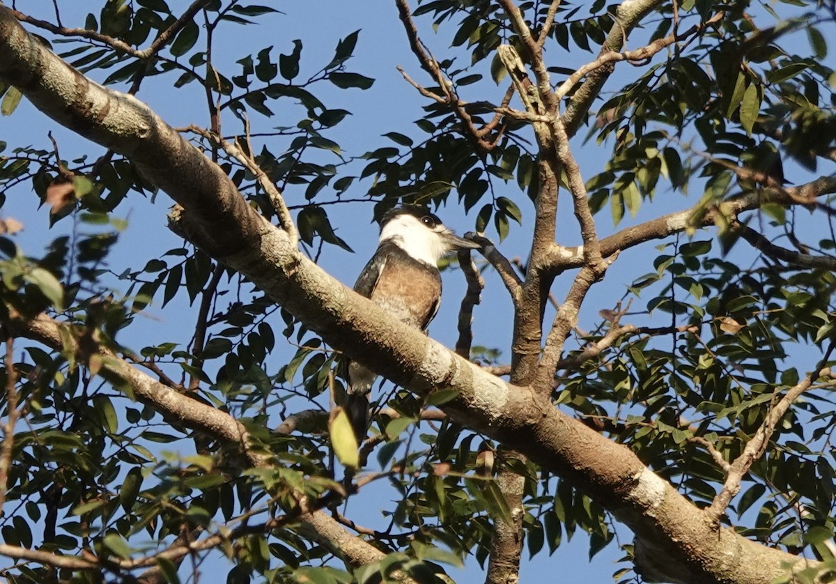 Brown-banded Puffbird - ML637326190