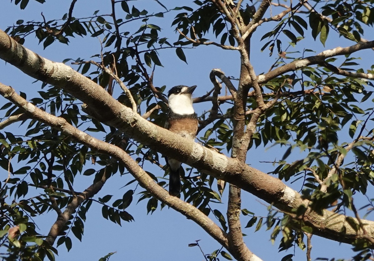 Brown-banded Puffbird - ML637326191