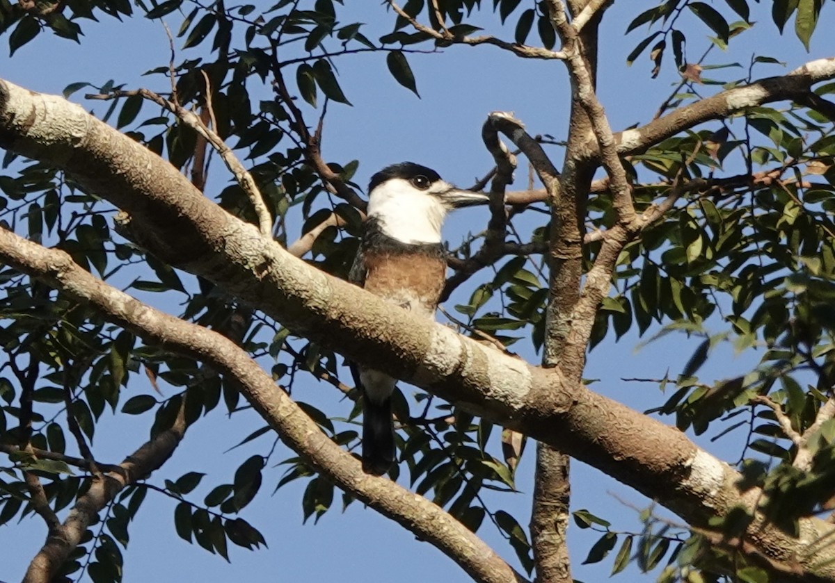 Brown-banded Puffbird - ML637326192