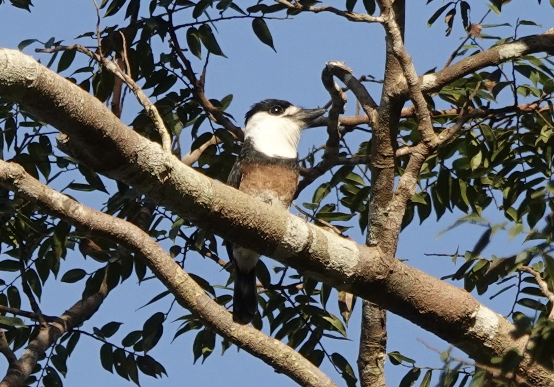 Brown-banded Puffbird - ML637326194