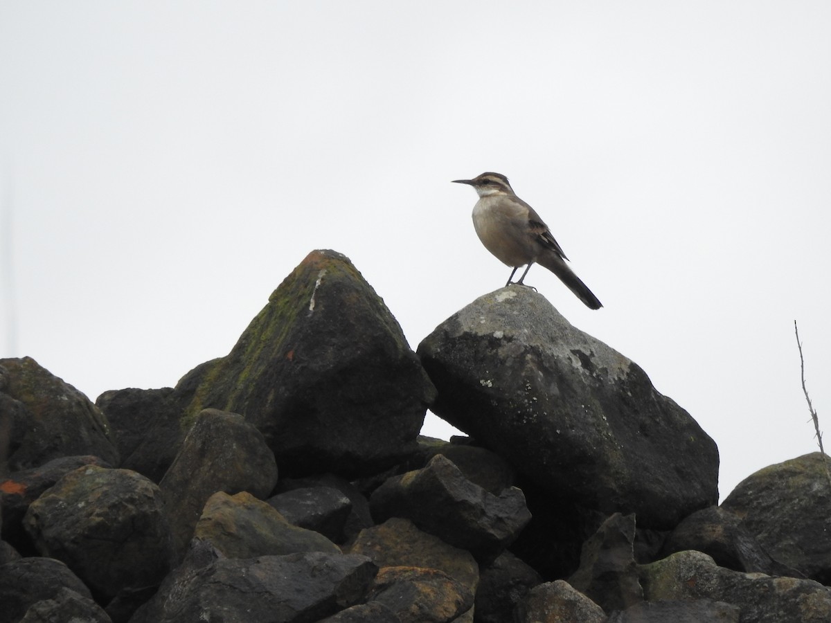 Long-tailed Cinclodes - ML637326311
