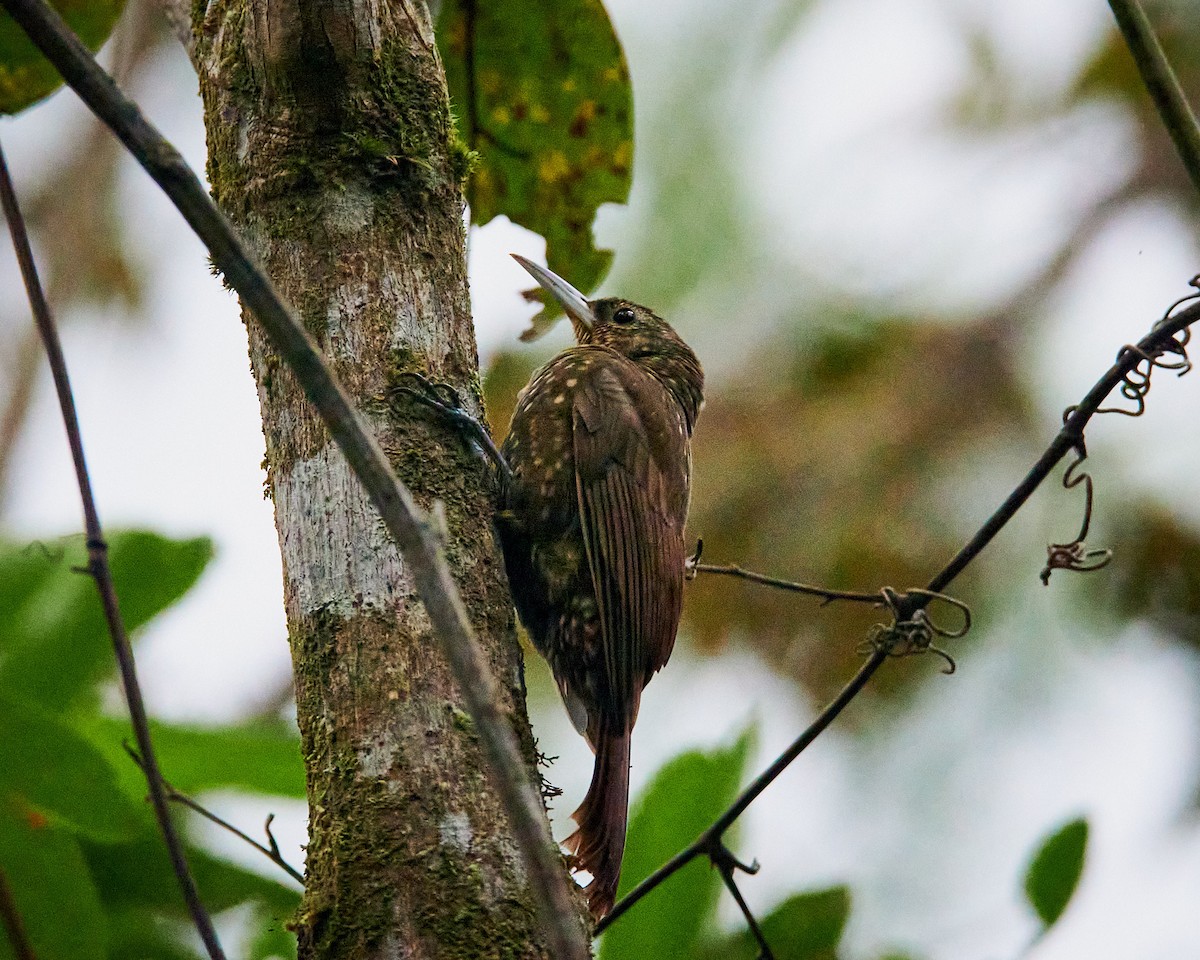Spotted Woodcreeper - ML637326370