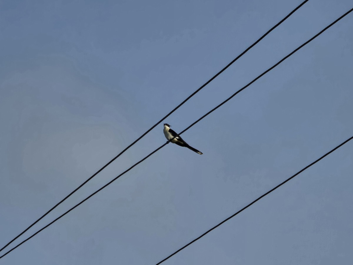 Pied Cuckoo - ML637326385
