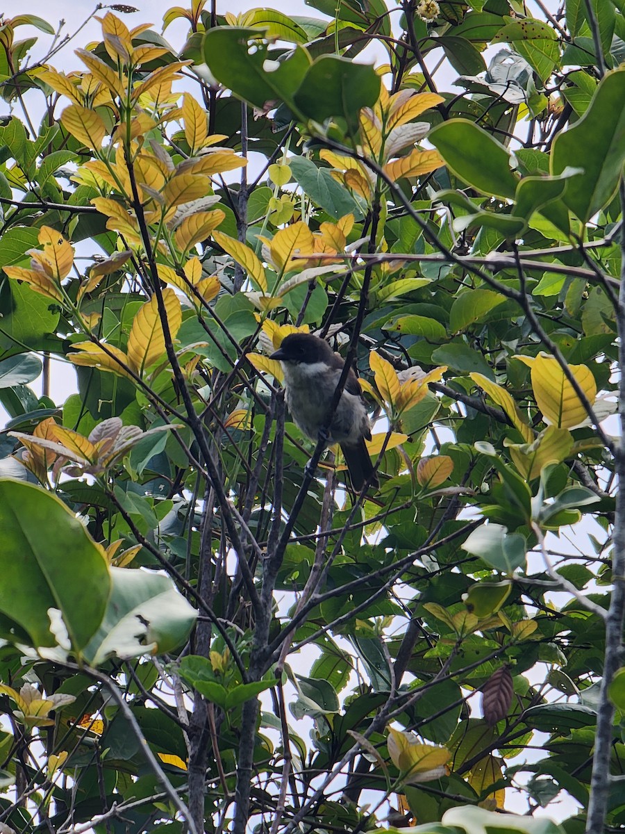 Puerto Rican Tanager - ML637326420