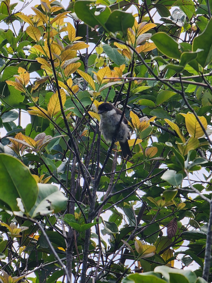 Puerto Rican Tanager - ML637326421