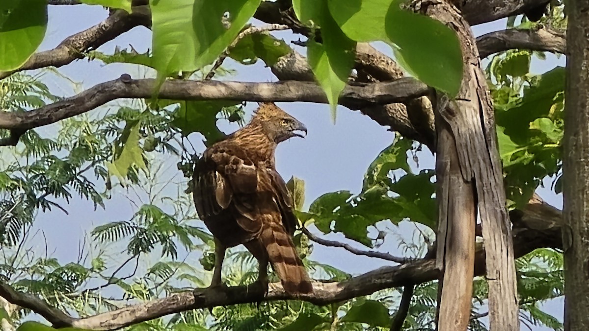 Changeable Hawk-Eagle - ML637326456