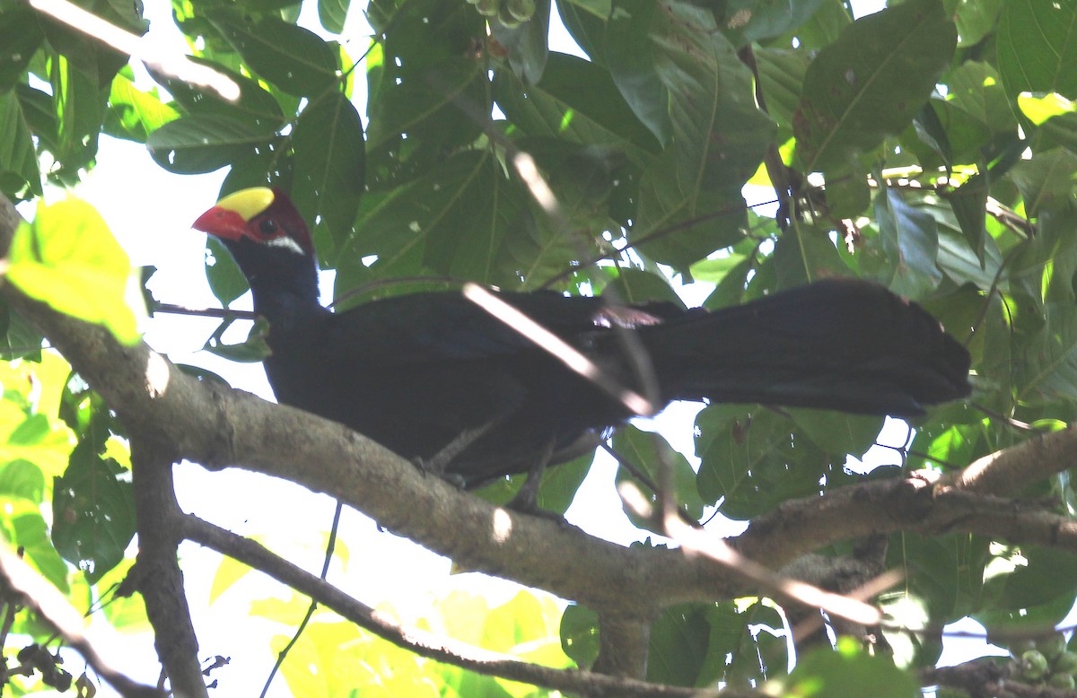 Violet Turaco - ML637326469