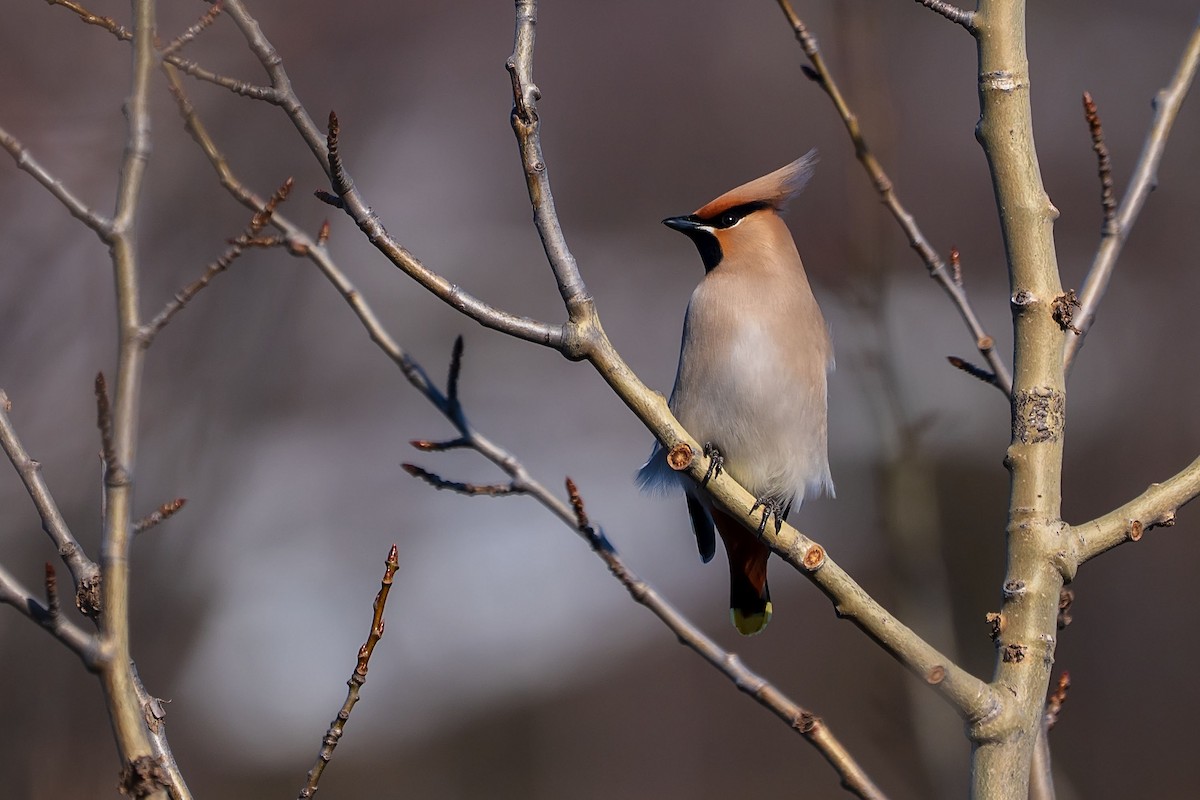 Bohemian Waxwing - ML637326476