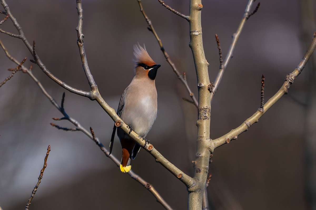 Bohemian Waxwing - ML637326478