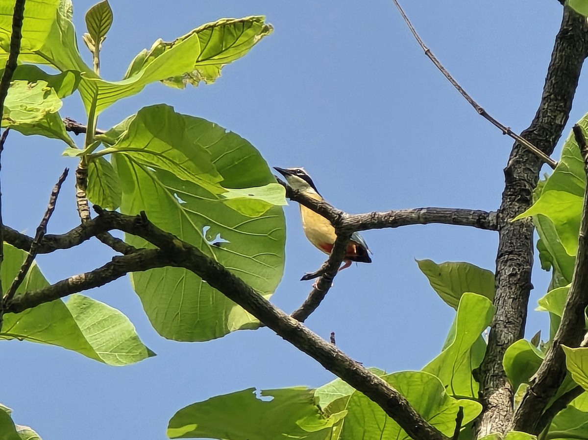 Indian Pitta - ML637326538