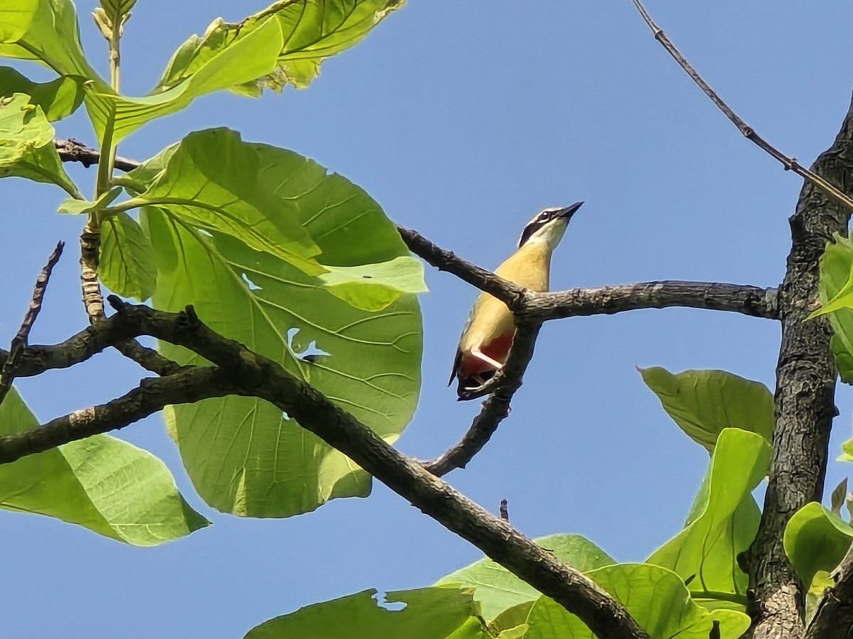 Indian Pitta - ML637326539