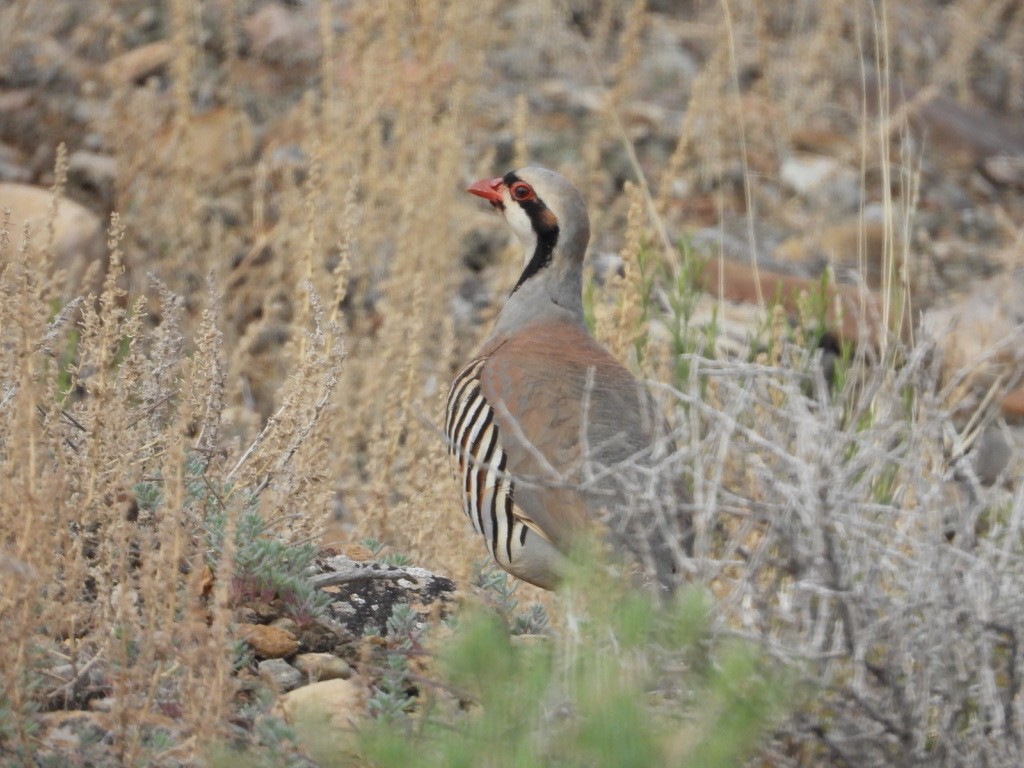 Chukarhuhn - ML637326554