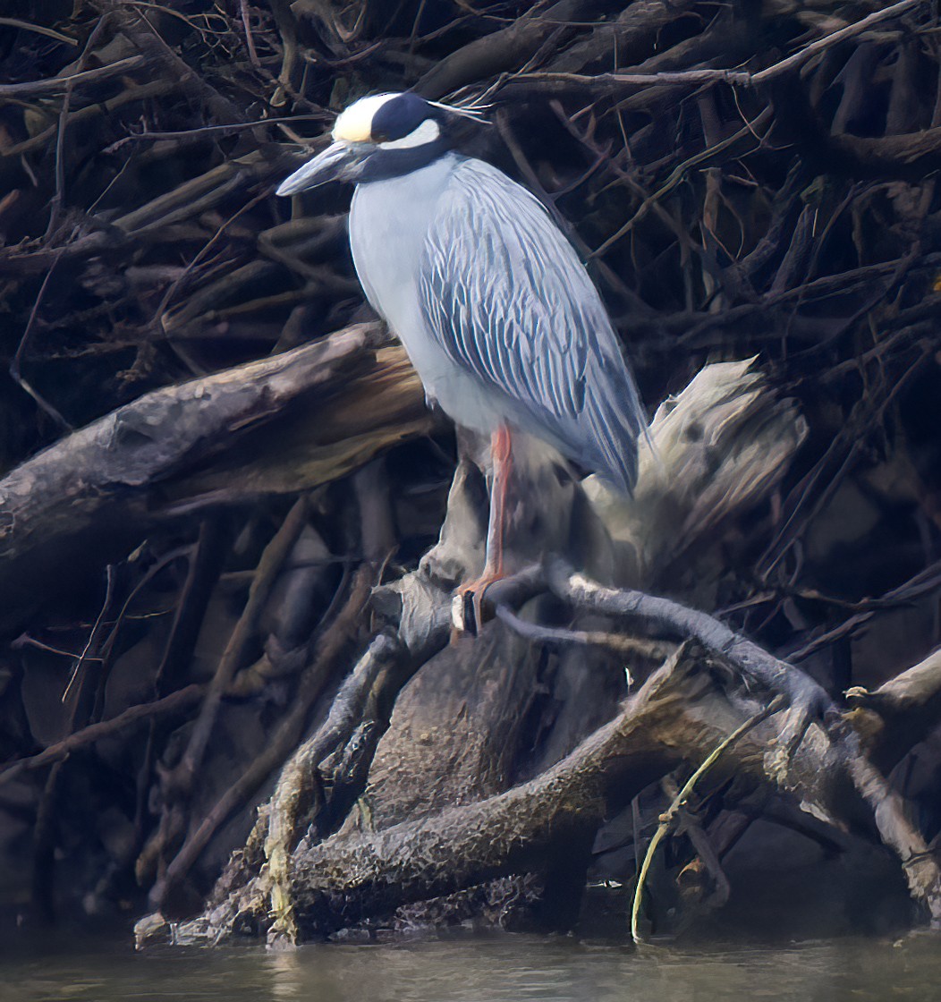 Yellow-crowned Night Heron - ML637326556