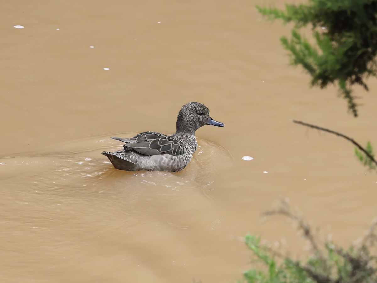 Andean Teal - ML637326573