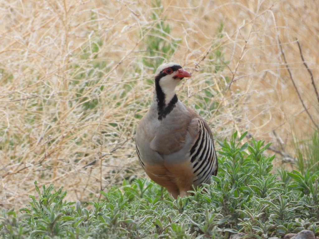 Chukarhuhn - ML637326576