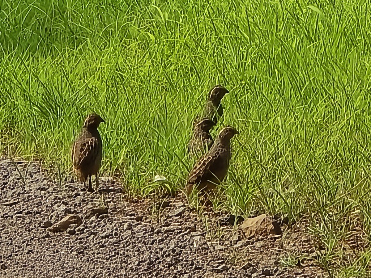 Jungle Bush-Quail - ML637326579