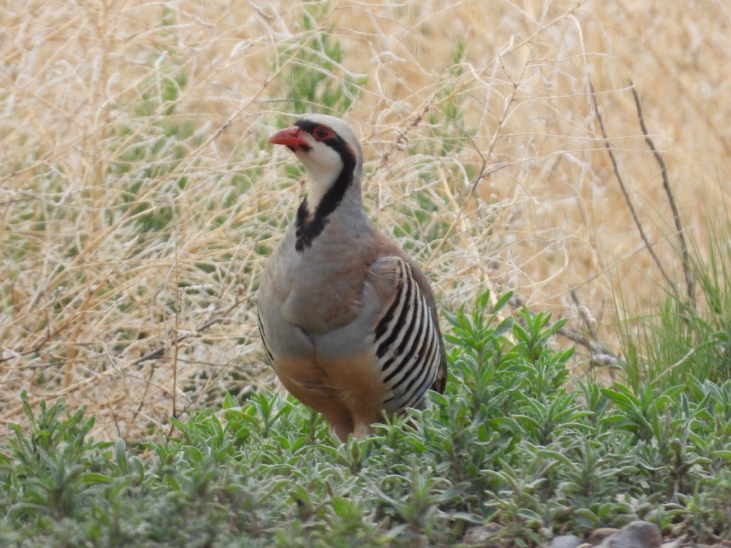 Chukarhuhn - ML637326580