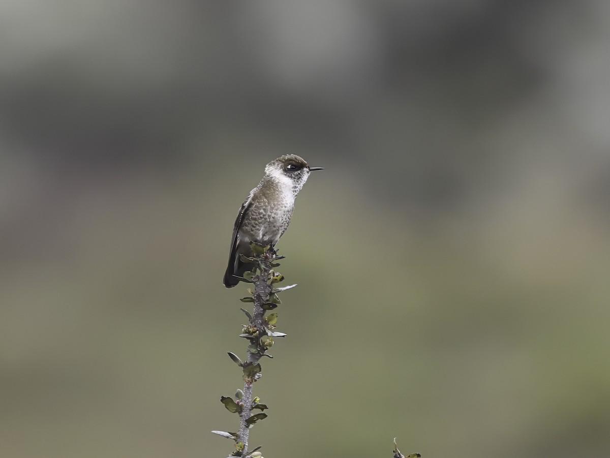 Green-bearded Helmetcrest - ML637326584