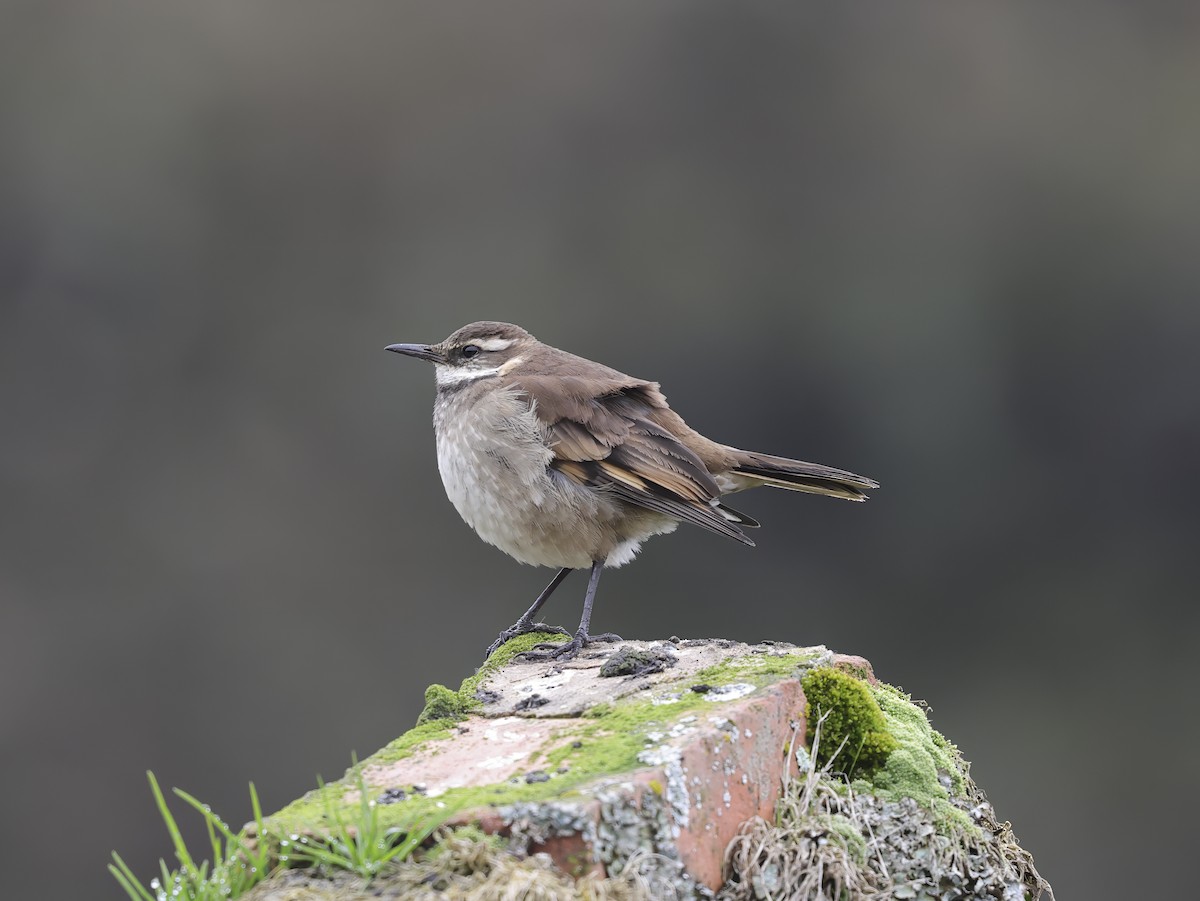 Chestnut-winged Cinclodes - ML637326598