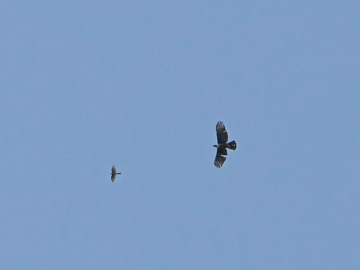 Changeable Hawk-Eagle - ML637326608