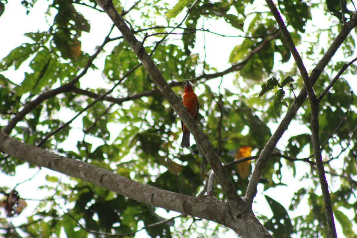 Flame-colored Tanager - ML637326618