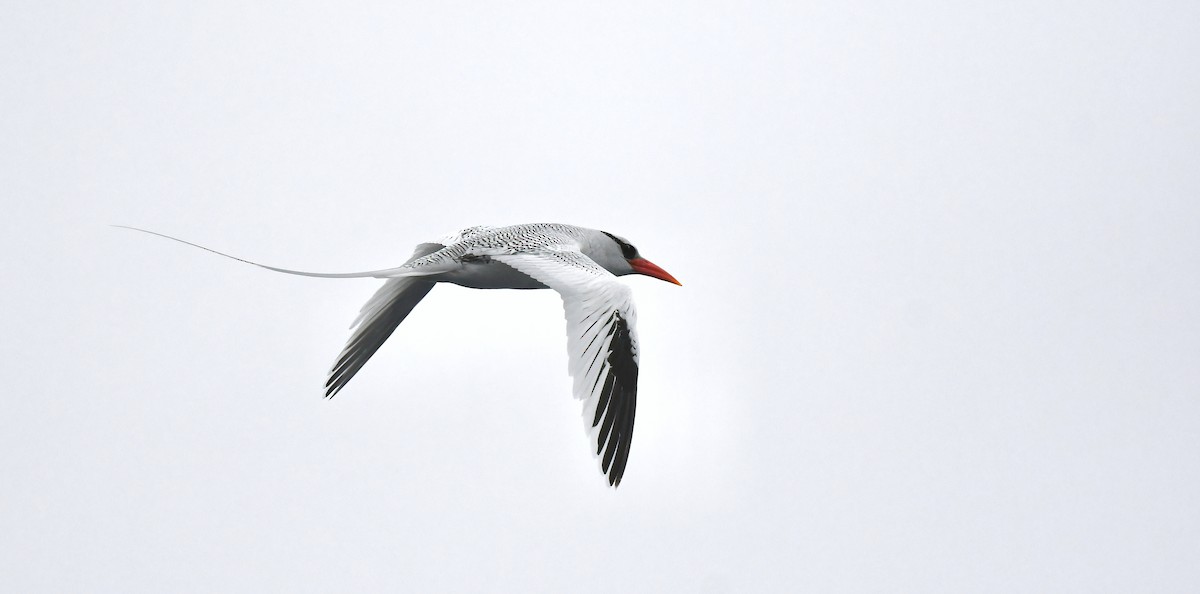 Red-billed Tropicbird - ML637326648