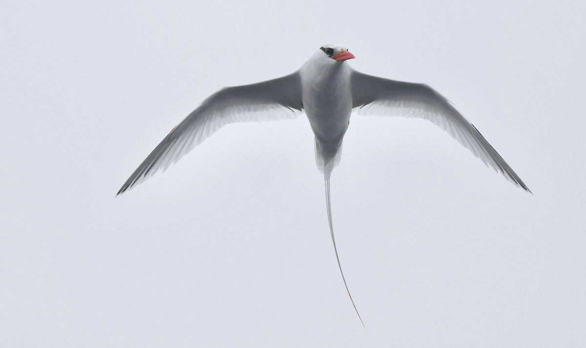 Red-billed Tropicbird - ML637326652