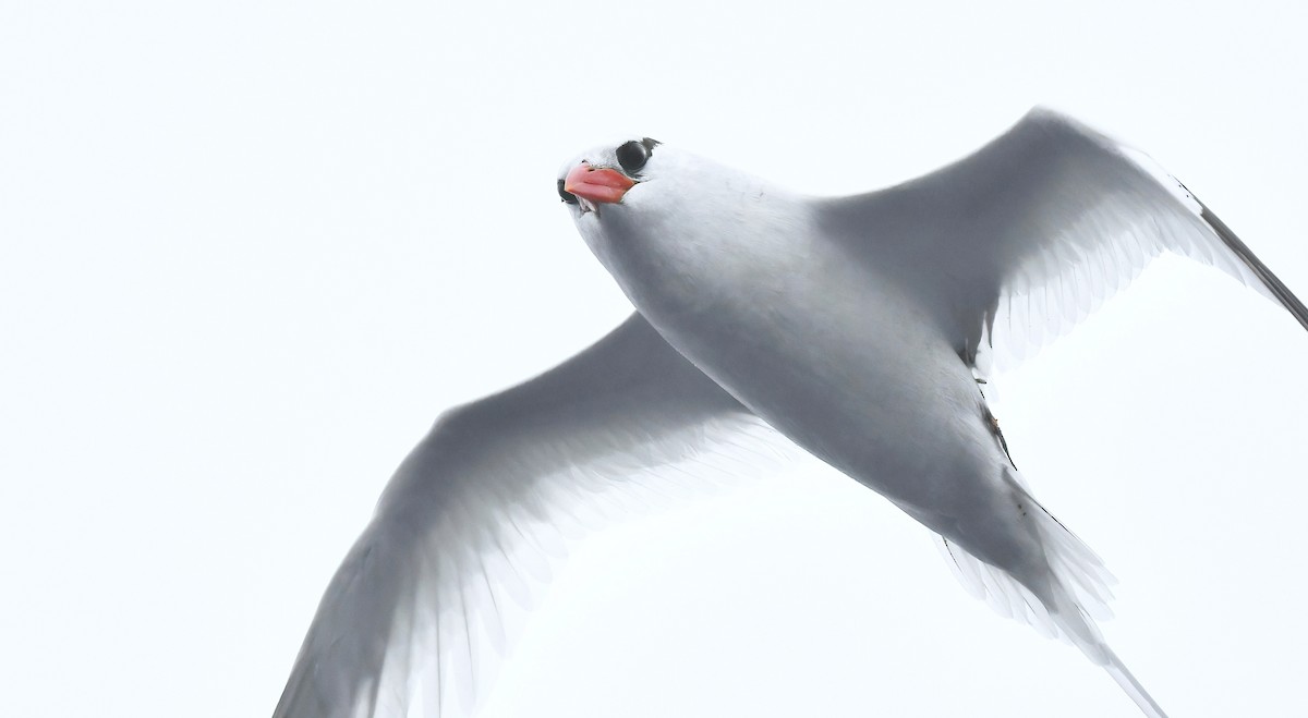 Red-billed Tropicbird - ML637326656