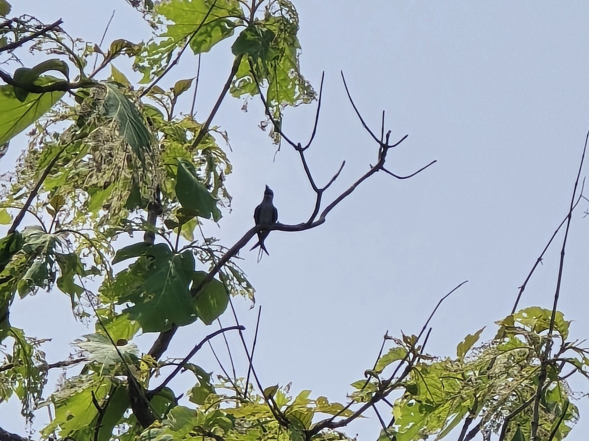 Crested Treeswift - ML637326668