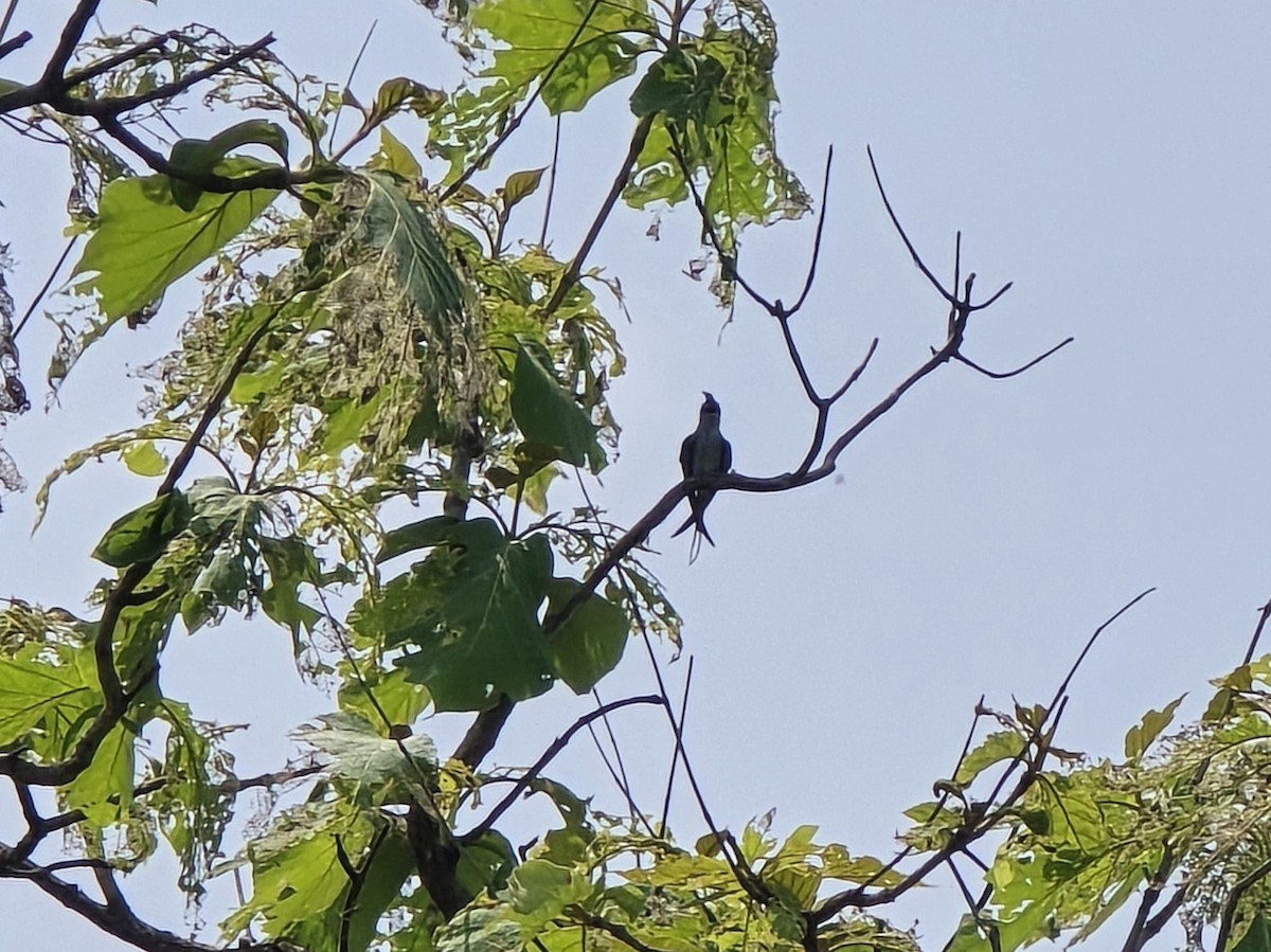 Crested Treeswift - ML637326669