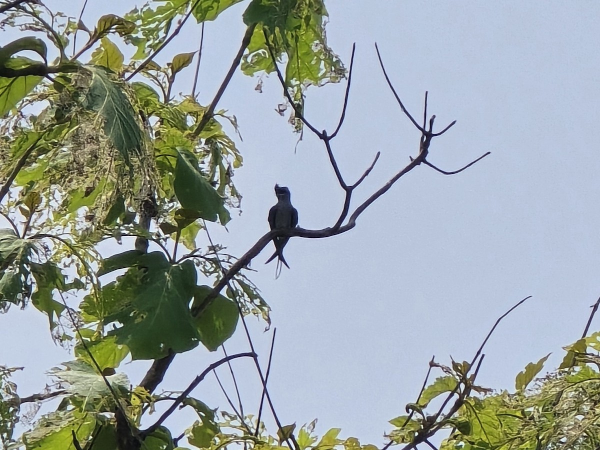 Crested Treeswift - ML637326670