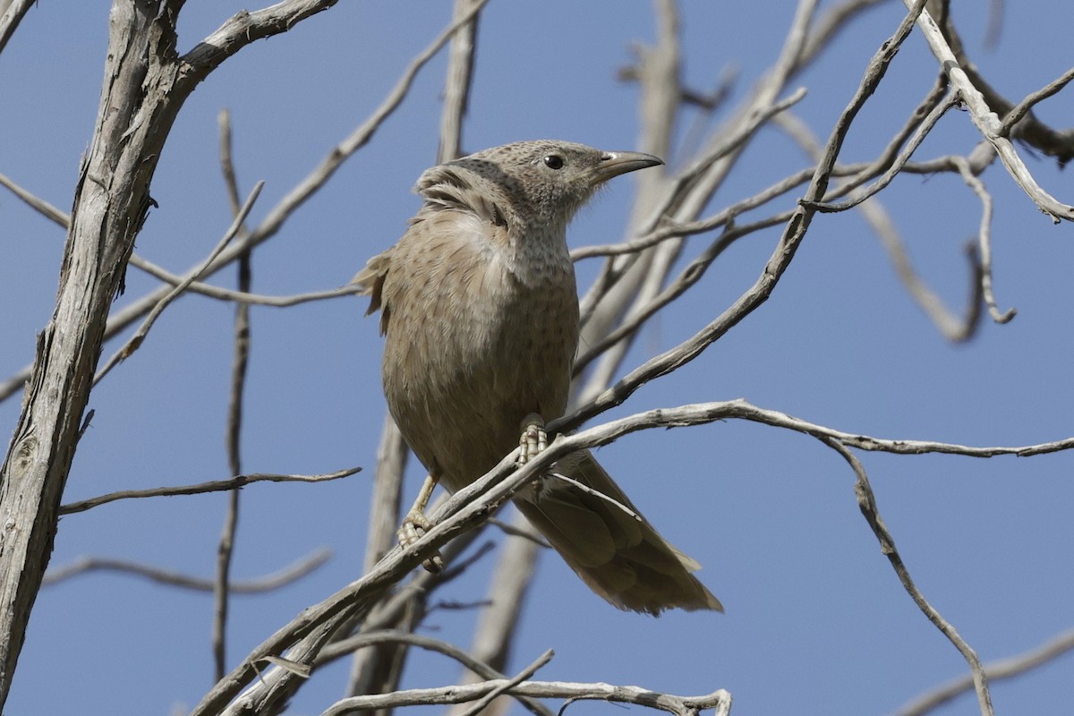 Arabian Babbler - ML637326743