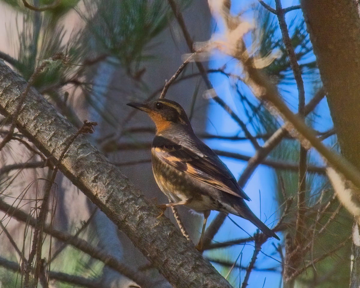 Varied Thrush - ML637326761