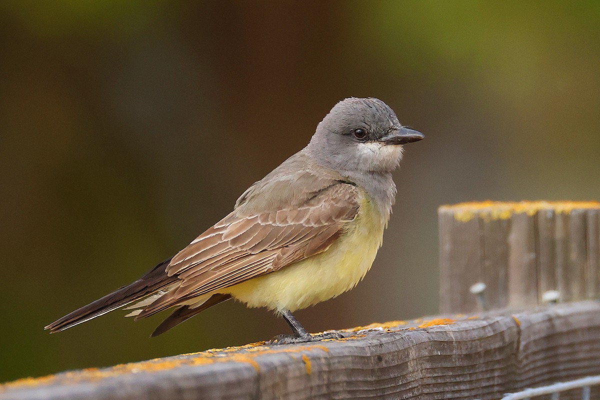 Cassin's Kingbird - ML637326778