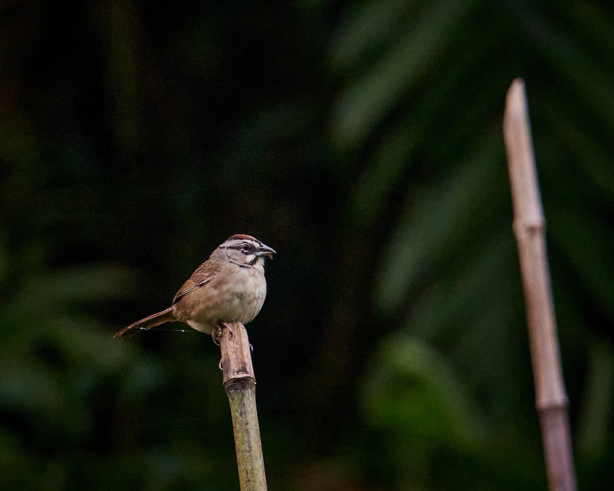 Rusty Sparrow - ML637326787
