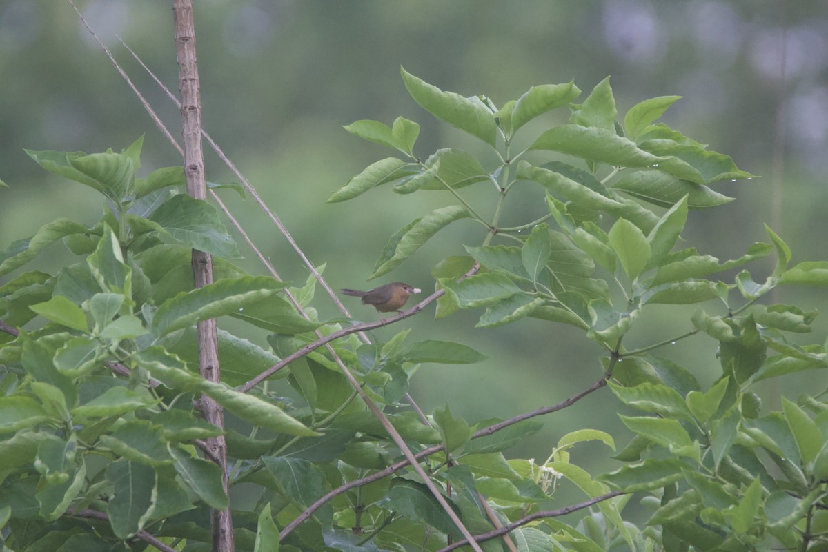 Tawny-bellied Babbler - ML637326851