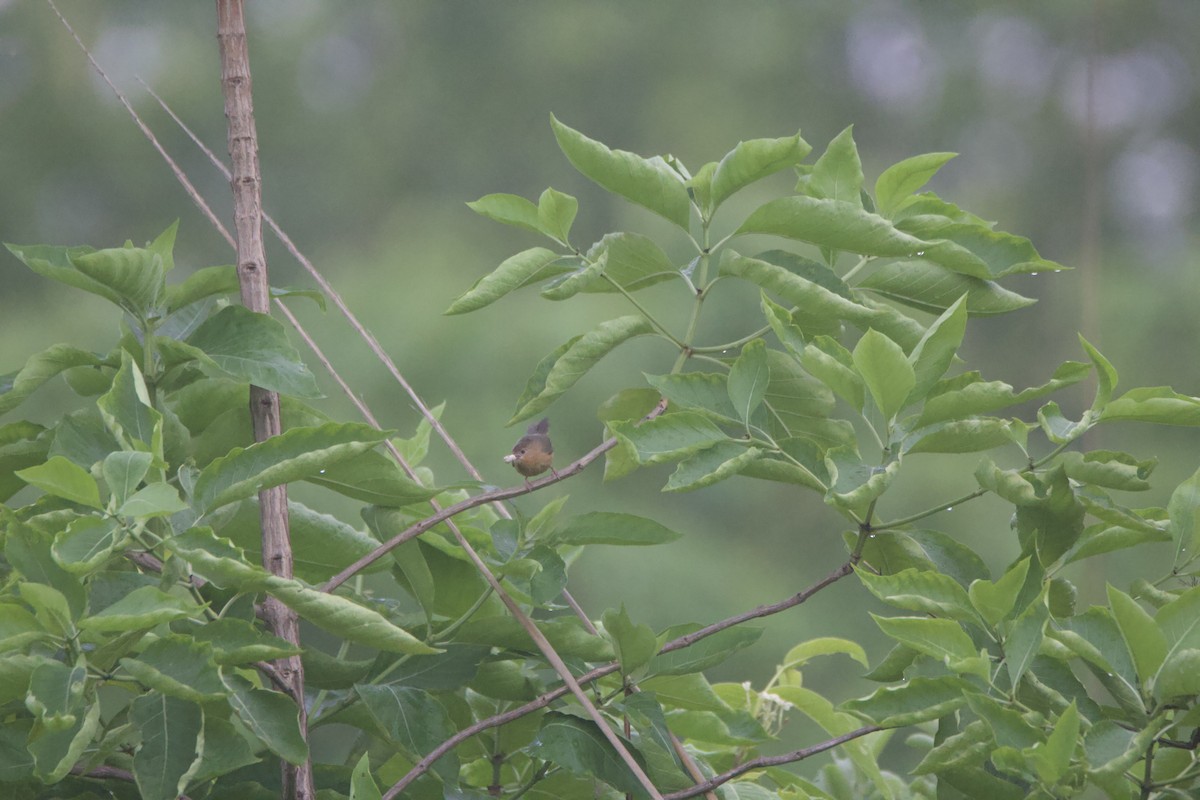 Tawny-bellied Babbler - ML637326852