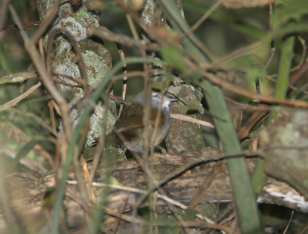Sooty-fronted Spinetail - ML637326870