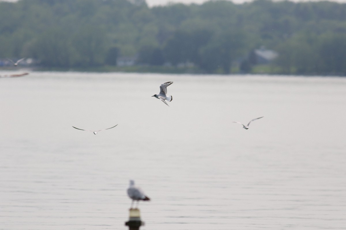 Bonaparte's Gull - ML637326873