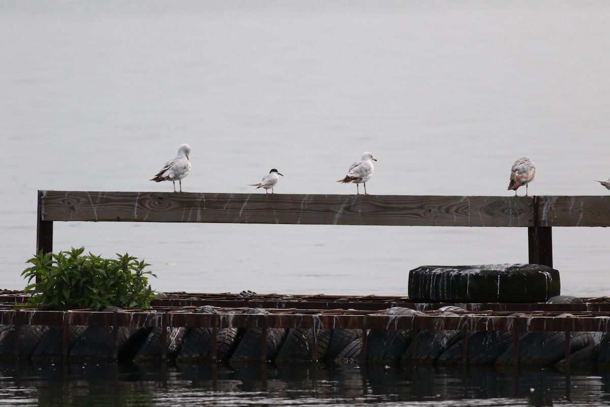 Forster's Tern - ML637326878