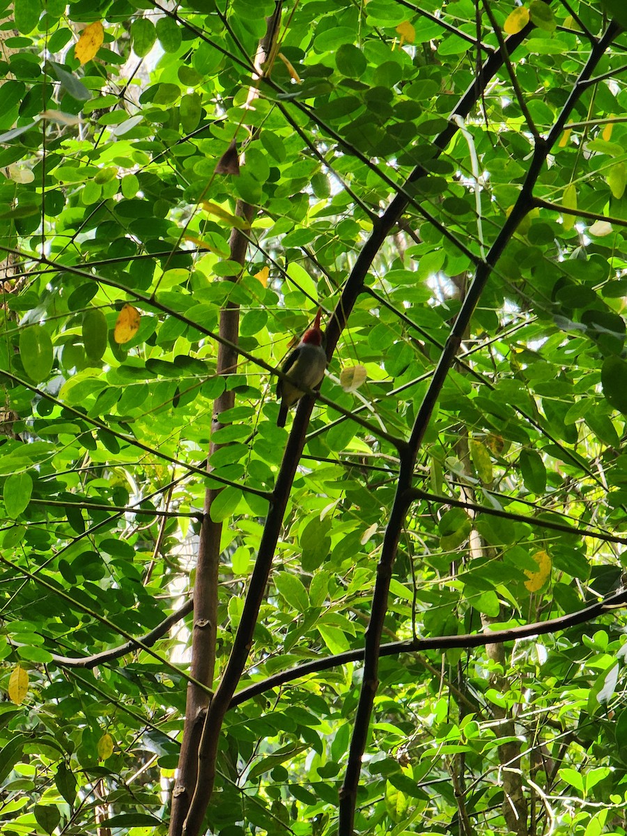 Puerto Rican Tody - ML637326888