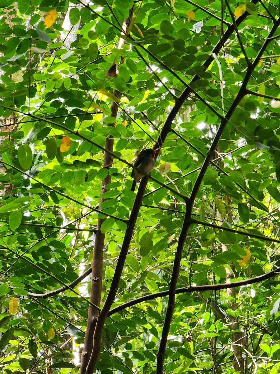 Puerto Rican Tody - ML637326889