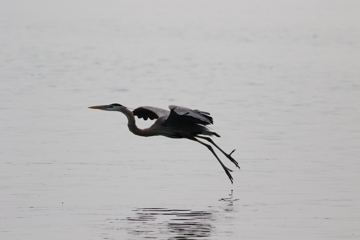 Great Blue Heron - ML637326907