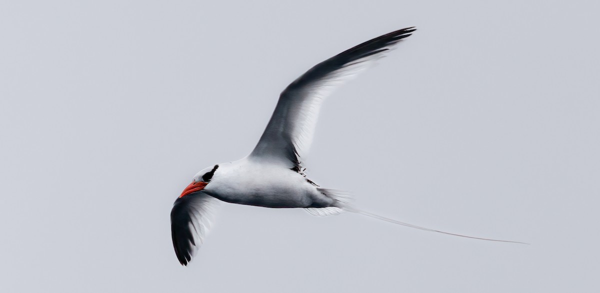 Red-billed Tropicbird - ML637326914