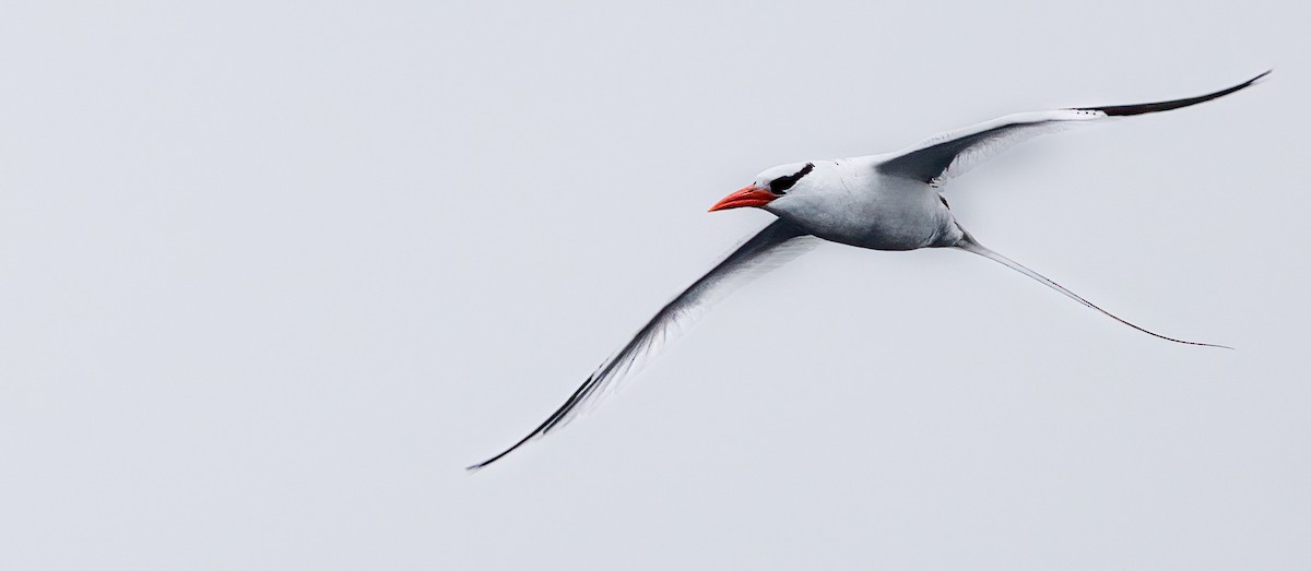 Red-billed Tropicbird - ML637326915