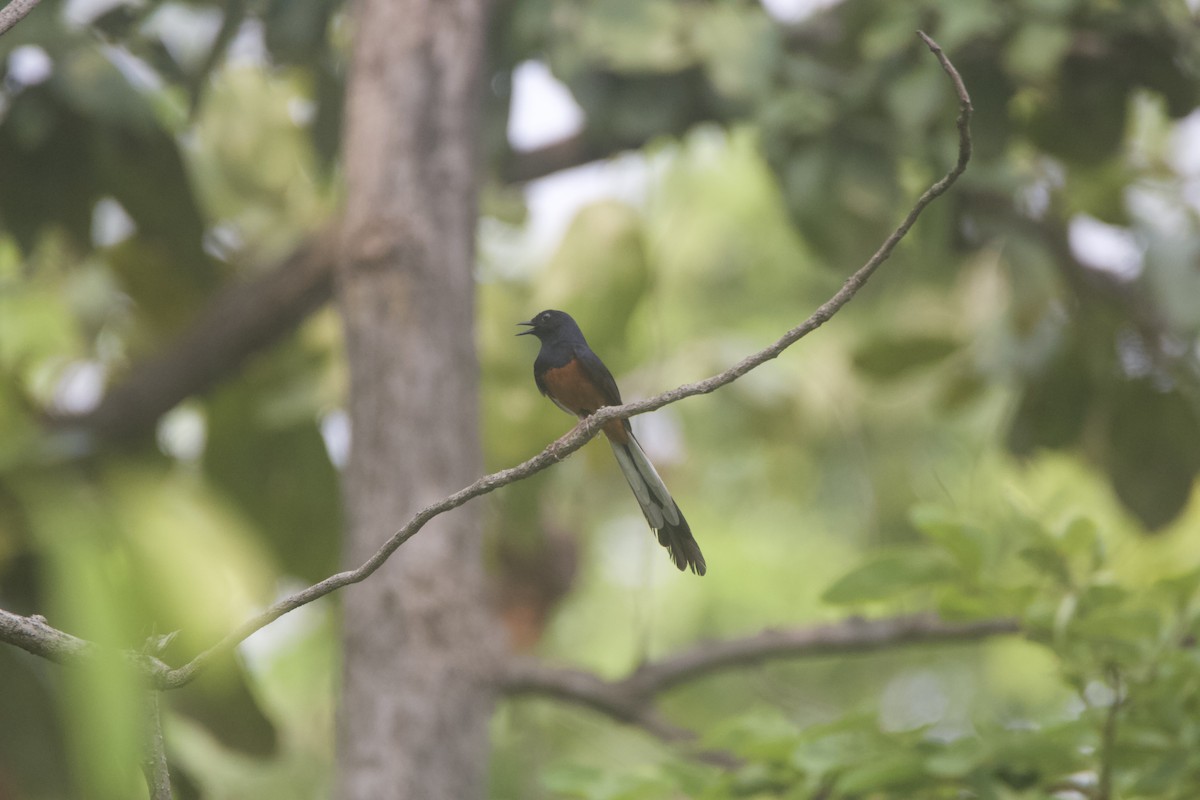 White-rumped Shama - ML637326942